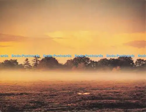 D279337 New Forest Postkarte eines englischen Waldes Richard Kraus