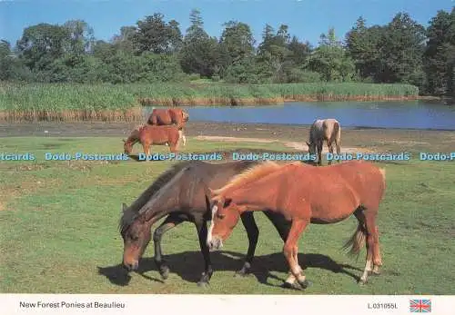 D286251 New Forest Ponys at Beaulieu E T W Dennis Scarborough I J Belcher
