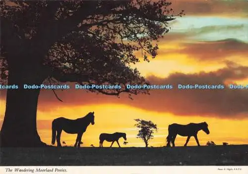 D286253 Die Wandermoorponys John Hinde E Nagele