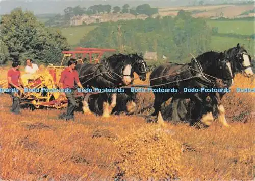 D286256 Ernteszene im Devon Shire Horse Farm Centre Beric Tempest