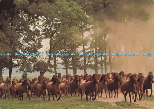 D286257 Dulmener Wildpferde Engadinpresse Reinhard