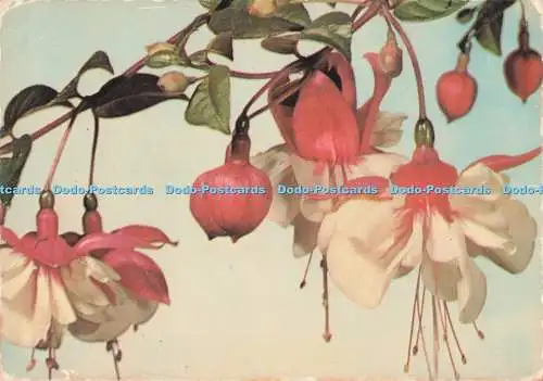 D284031 Fuchsia Flower E T W Dennis and Sons Ltd
