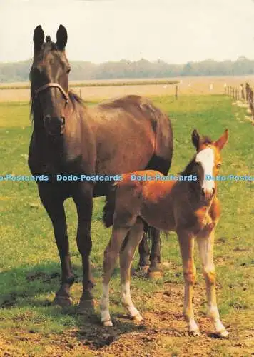 D286262 Pferde Vita Nova Opname Fotostudio Zandor Ulvenhout gedruckt in Holland