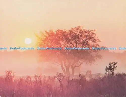 D279348 Postkarte New Forest Richard Kraus