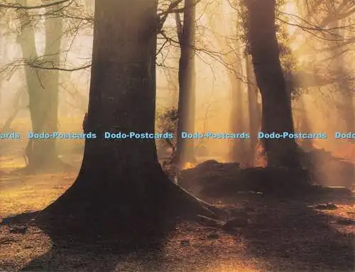 D279349 New Forest Postkarte eines englischen Waldes Richard Kraus