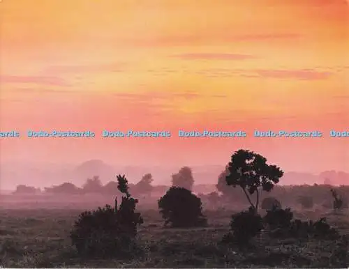D279350 New Forest Postkarte eines englischen Waldes Richard Kraus