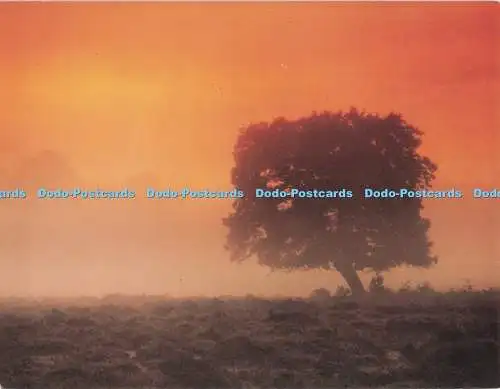 D279352 Postkarte New Forest Richard Kraus