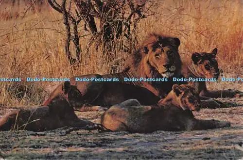 D277147 Rhodesien Wankie Nationalpark Afrikanische Löwen und Jungen A Veld Life Karte R