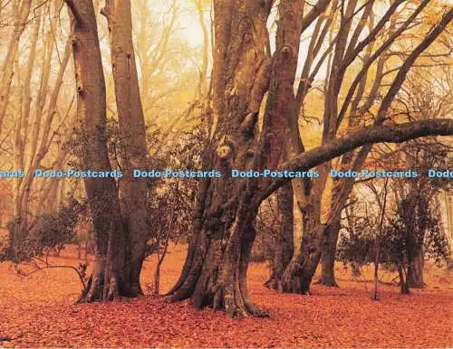 D279353 Postkarte New Forest Richard Kraus