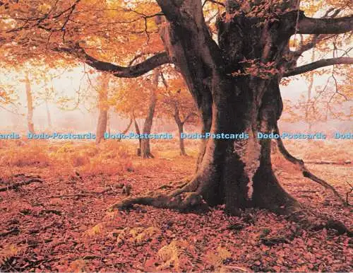 D279354 New Forest Richard Kraus Postkarte