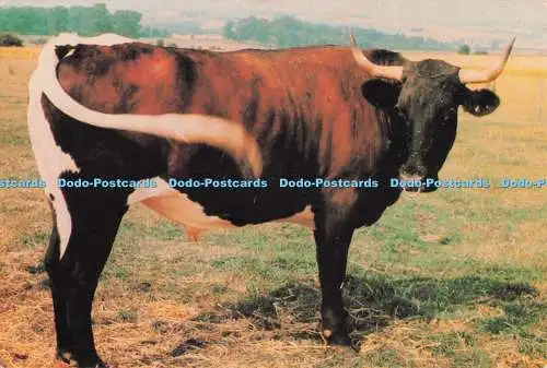 D281737 Gloucestershire Old Gloucester At Cotswold Farm Park Rare Breeds Farm Gu