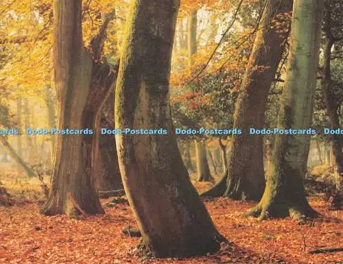 D279355 New Forest Richard Kraus Postkarte