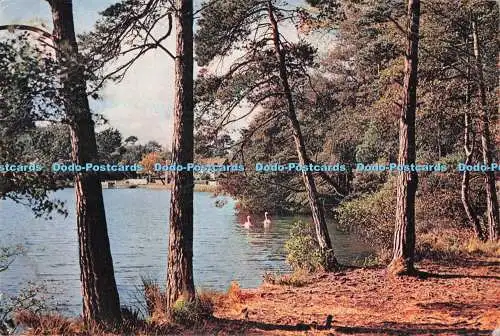 D286269 Surrey Wisley Pond J Arthur Dixon Newport I W England