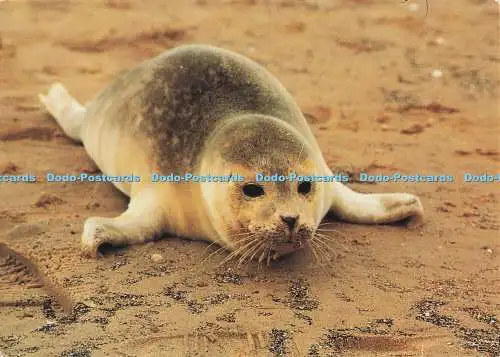D281751 North Norfolk Coast Blakeney Point Seal Pup National Trust Larkfield Pri
