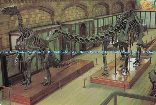D277163 Gesamtansicht der Dinosaur Gallery British Museum Natural History