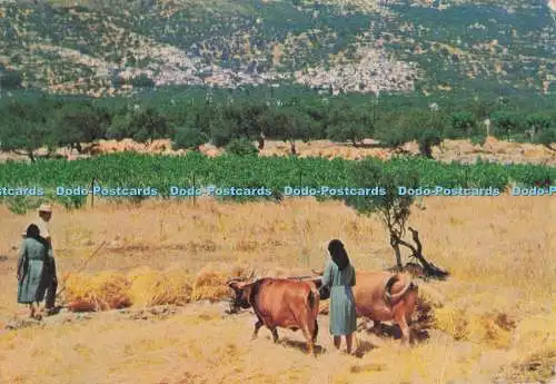 D281755 Crete Lasssithi Threshing G Loucatos