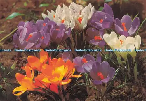D279440 Blumen Photona Postkarte