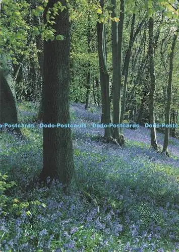 D281830 Blue Bells S and O Mathews Photography C 11784 X 1992