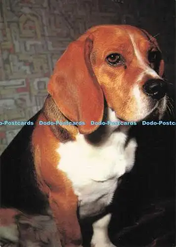 D281840 Hund Beagle E T W Dennis and Sons Ltd