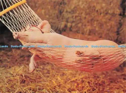 D286380 Dornröschen Athena International David Lowe