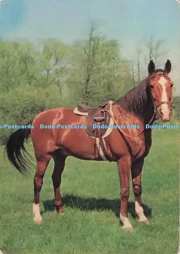 D281879 Horse E T W Dennis and Sons Ltd 1973