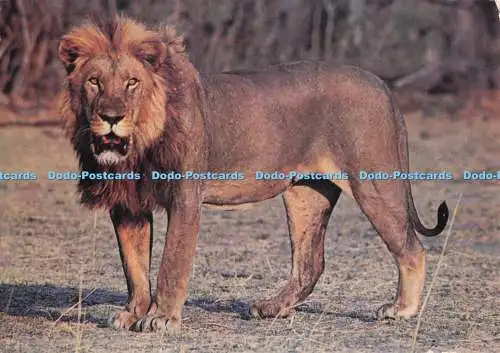 D282049 Rhodesien Wankie Nationalpark African Lion Veld Life Card R A Bourlay
