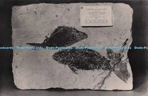 D284392 Histionotus angularis und Lepidotus minor Middle Purbeck Fisch von Swana