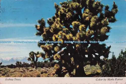 D277527 Joshua Trees Merle Porter Royal Pictures Merle Porter