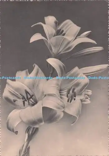 D284427 Lily Flower Gianni Ferrari RP