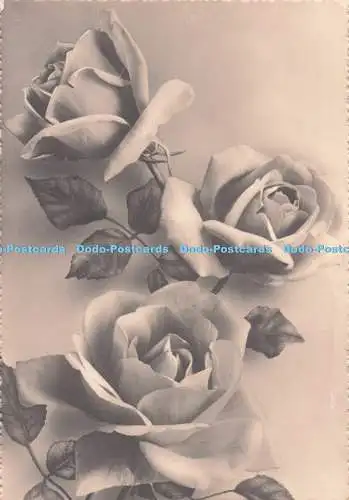 D284428 Roses Gianni Ferrari RP