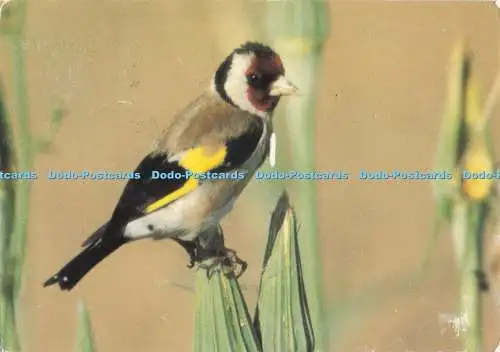 D282190 Goldfinch Birdlife Malta Raymond Galea 2002