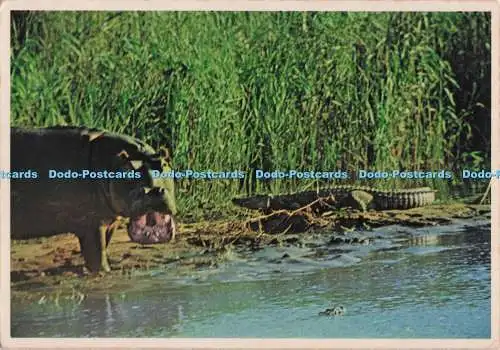 D279807 Südafrika Das Nilpferd und das Krokodil Artco Kunstverlag Druckanzeige