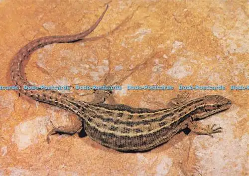 D277607 Viviparous or Common Lizard British Museum Natural History Geoffrey Kinn