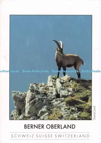 D284517 Suisse Berner Oberland Steinbock am Gemmenalphorn Gyger AG SwissCard Mrz