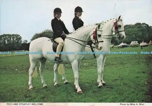 D277671 Picci and Stoatley Welsh Pony and Cob Society Richter Miss A Muir