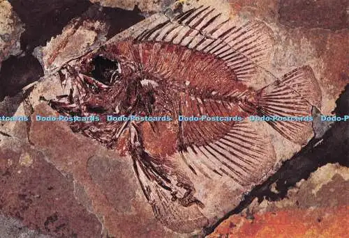 D284576 Pristigenys Substriata Fossiler Fisch aus dem mittleren Eozän Monte Bolca ne
