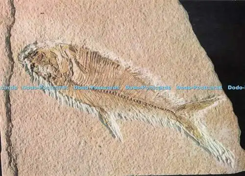 D284577 Diplomystus Fossil Verwandter des modernen Herings aus dem grünen Fluss F