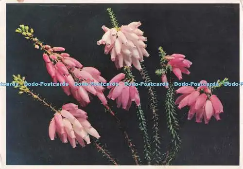 D282331 Albertinia Heath Protea Colour Prints Ltd Erica Bauera
