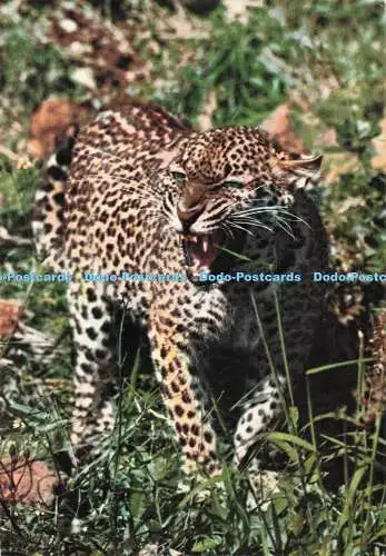 D286898 African Wild Life Leopard Sapra Studio 1974