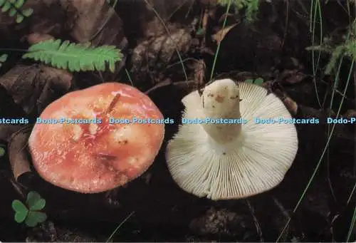 D280010 Russula Mairei British Museum Natural History P W James