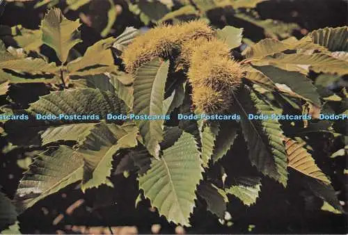 D280011 Sweet Chestnut British Museum Natural History G A Matthews