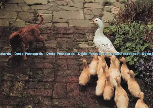 D284685 Kätzchen Anzeige Schwänze Bilder und Ausgaben Kapitel und Vers Trevor Wood