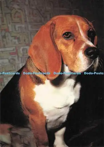 D282398 Hund Beagle E T W Dennis and Sons Ltd