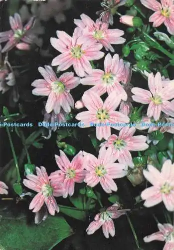 D282474 Pink Purslane J Arthur Dixon Ltd Collectacard British Wild Flowers No 12