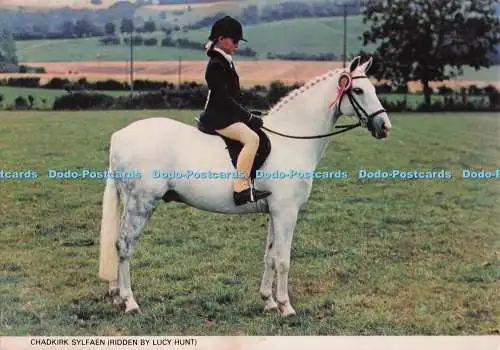 D277880 Chadkirk Sylfaen geritten von Lucy Hunt Welsh Pony und Cob Society Richtern