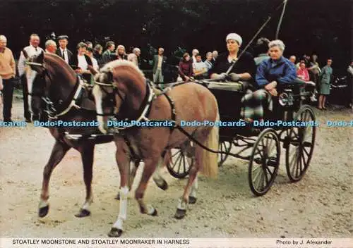 D277881 Stoatley Moonstone und Stoatley Moonraker im Geschirr Welsh Pony und Cob