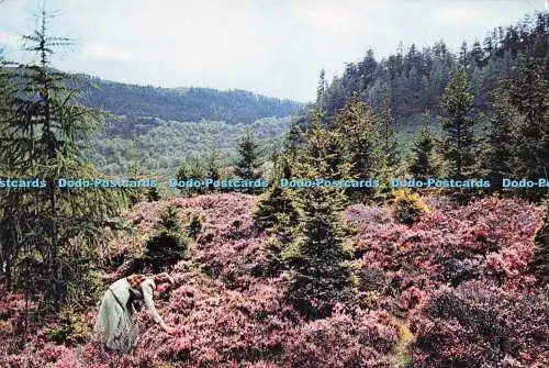 D284830 Heidekraut in Schottland Berghänge der Highlands J Arthur Dixon Ltd