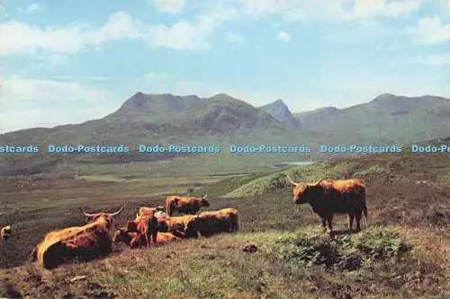 D284832 Ross Shire Highland Cattle near Ullapool J Arthur Dixon Ltd Scotland