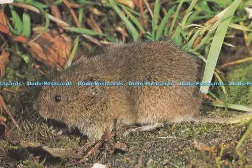 D277949 Säugetiere Feldwühlmaus British Museum Naturgeschichte Geoffrey Kinns