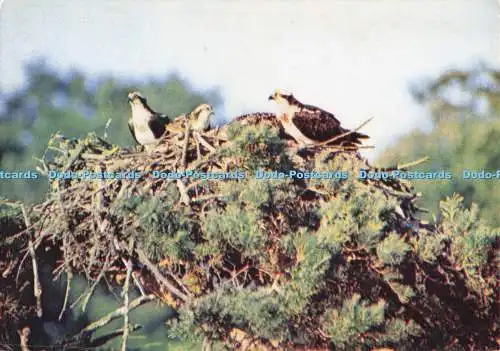 D280159 Fischadler am Loch Garten Eyrie J Arthur Dixon Christopher K Mylne